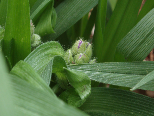 Tradescantia virginiana (Virginia spiderwort) #33068