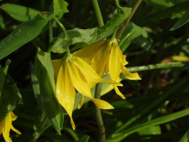 Uvularia grandiflora (Largeflower bellwort) #33077