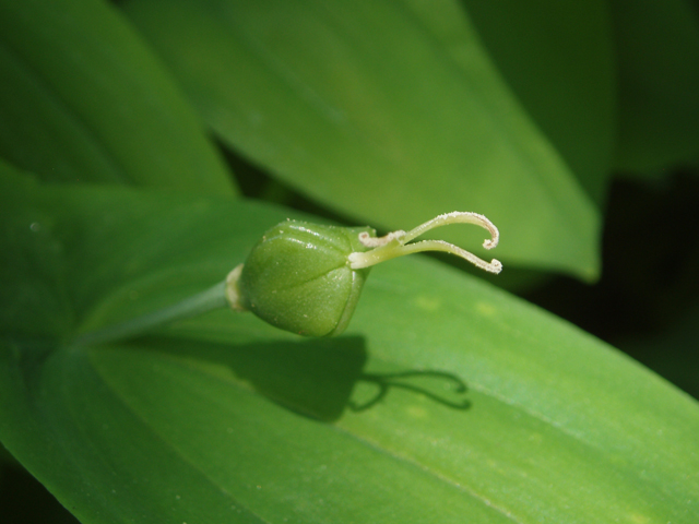 Uvularia grandiflora (Largeflower bellwort) #33079