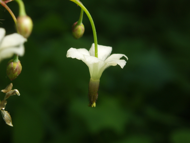 Vancouveria hexandra (White insideout flower) #33084