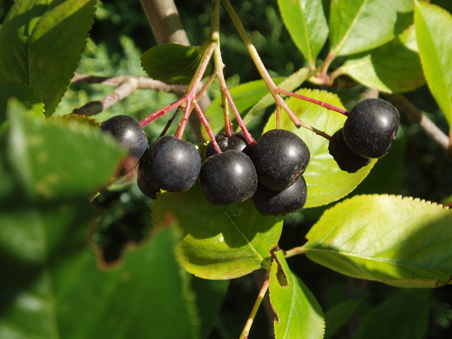 Aronia melanocarpa (Black chokeberry) #33413
