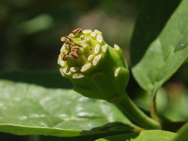 Calycanthus floridus (Eastern sweetshrub) #33426