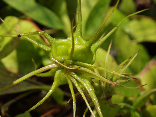 Clematis crispa (Swamp leatherflower) #33444