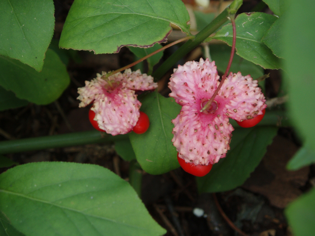 Euonymus obovatus (Running strawberry bush) #33483