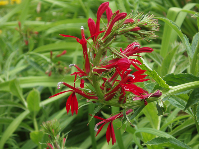 Lobelia cardinalis (Cardinal flower) #33526