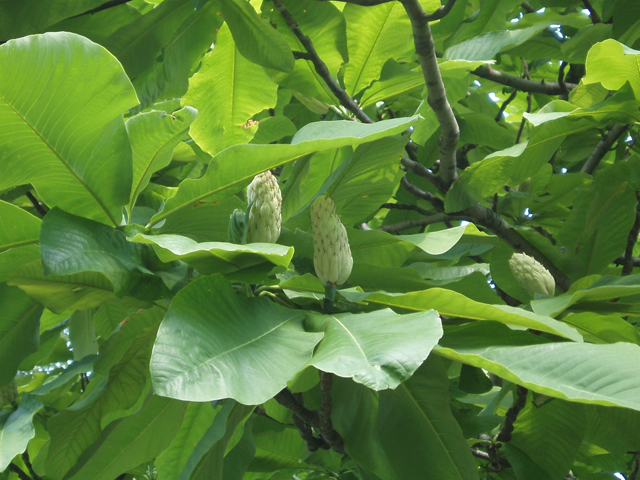 Magnolia tripetala (Umbrella tree) #33538