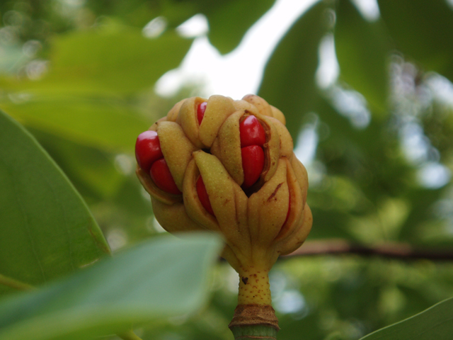 Magnolia virginiana (Sweetbay) #33545