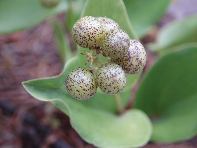 Maianthemum canadense (Canada mayflower) #33549