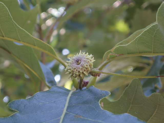 Quercus muehlenbergii (Chinkapin oak) #33575