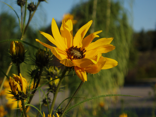 Helianthus salicifolius (Willowleaf sunflower) #35383