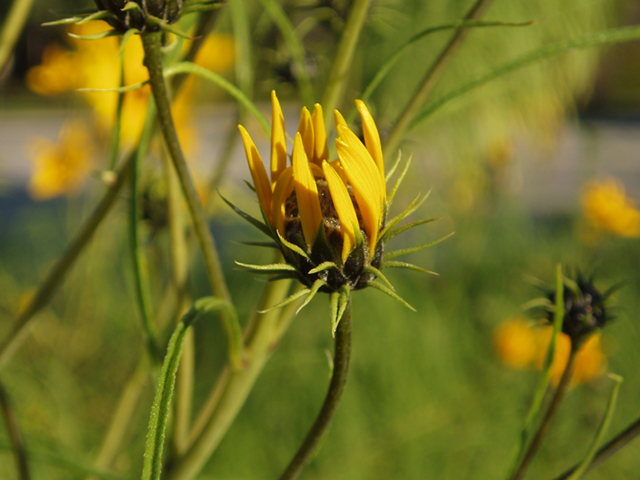 Helianthus salicifolius (Willowleaf sunflower) #35384
