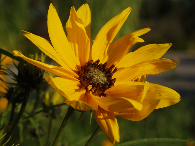 Helianthus salicifolius (Willowleaf sunflower) #35385
