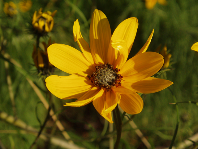 Helianthus salicifolius (Willowleaf sunflower) #35387