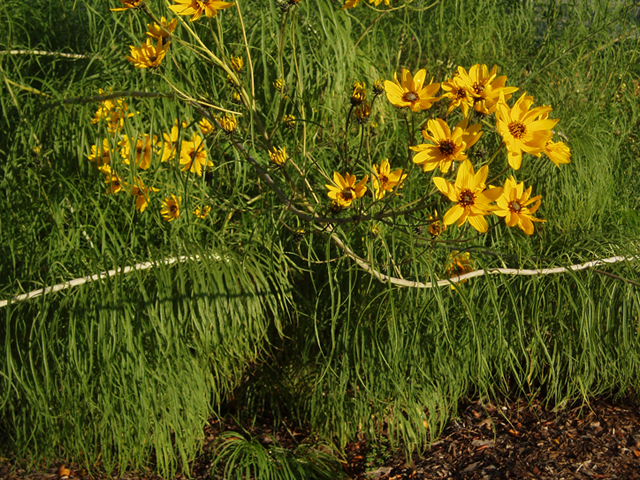 Helianthus salicifolius (Willowleaf sunflower) #35389