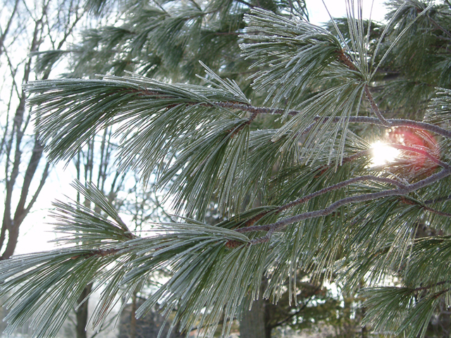 Pinus strobus (Eastern white pine) #35416