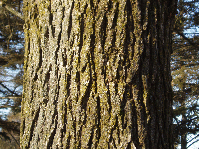 Quercus macrocarpa (Bur oak) #35421