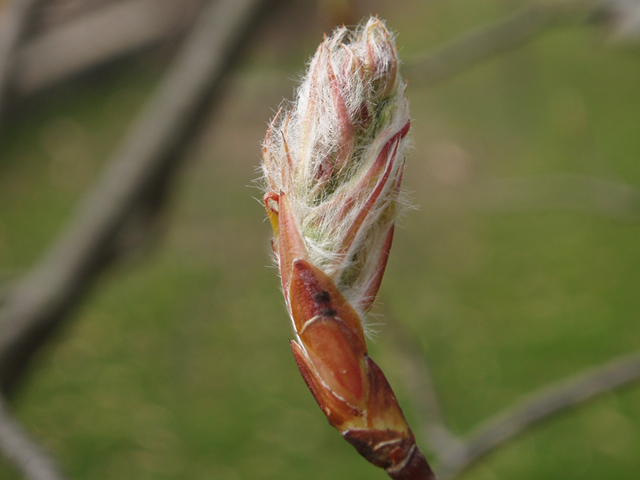 Amelanchier arborea (Common serviceberry) #35497