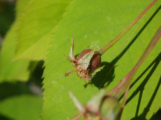 Amelanchier arborea (Common serviceberry) #35501