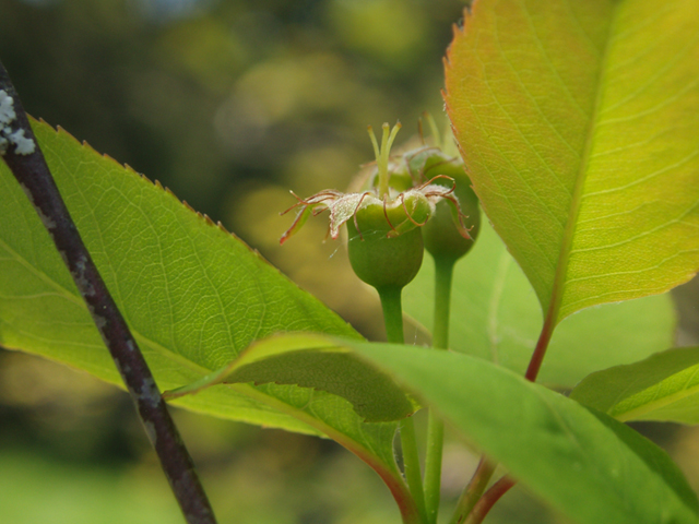 Amelanchier bartramiana (Oblongfruit serviceberry) #35504