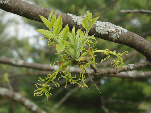 Fraxinus pennsylvanica (Green ash) #35651