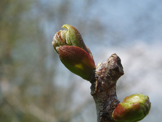 Gymnocladus dioicus (Kentucky coffeetree) #35663