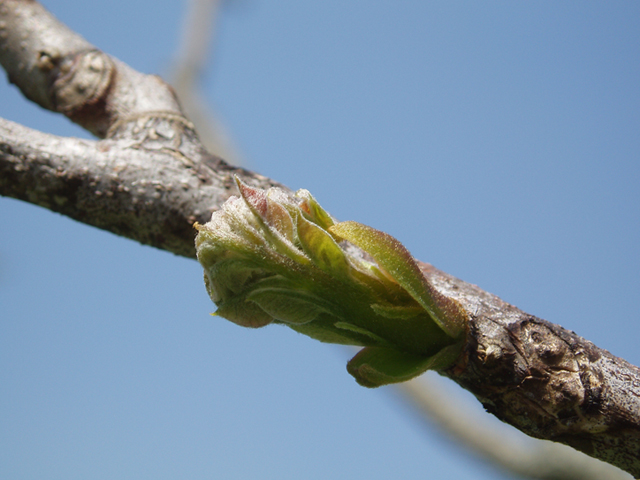 Gymnocladus dioicus (Kentucky coffeetree) #35664