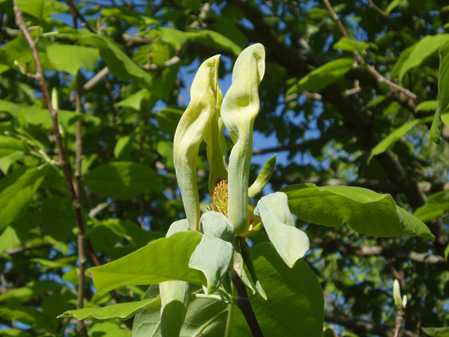 Magnolia acuminata (Cucumbertree) #35688