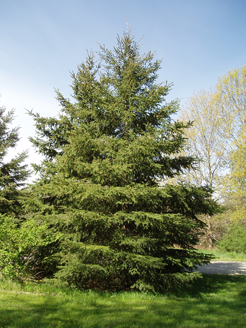 Picea glauca (White spruce) #35712