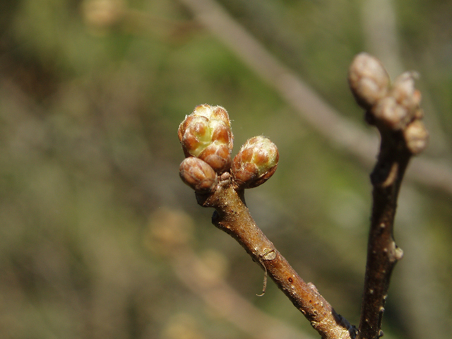 Quercus prinoides (Dwarf chinkapin oak) #35738