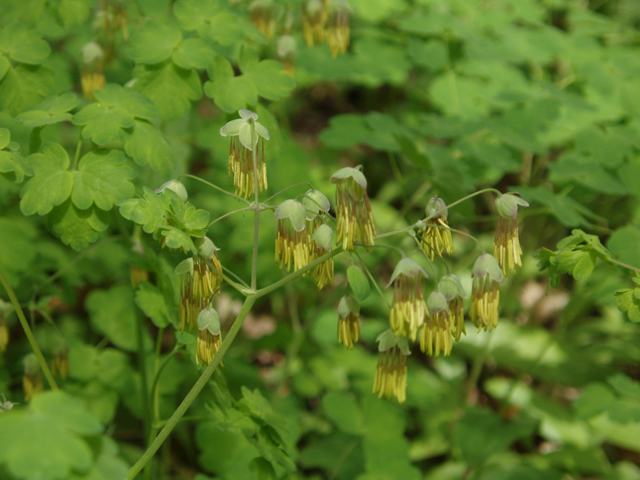 Thalictrum dioicum (Early meadow-rue) #35764