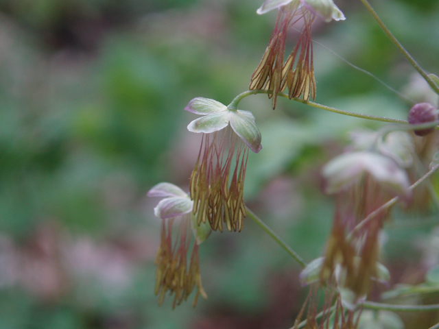 Thalictrum dioicum (Early meadow-rue) #35766