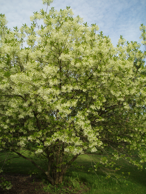 Chionanthus virginicus (White fringetree) #37244