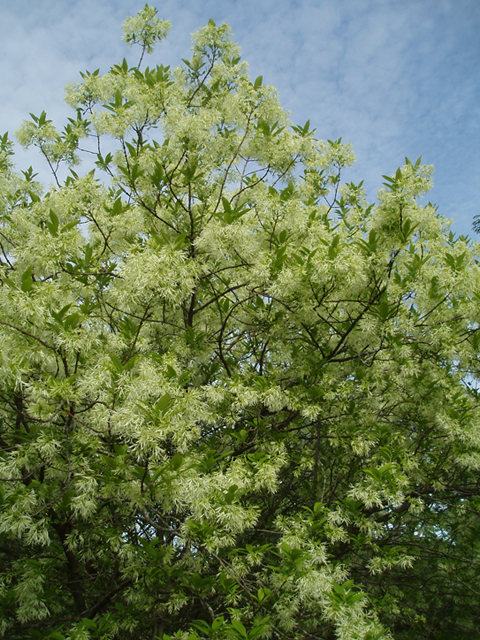 Chionanthus virginicus (White fringetree) #37247