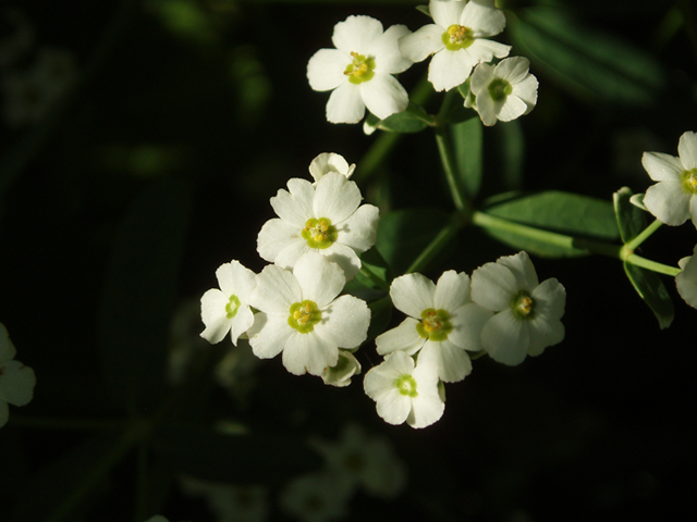 Euphorbia corollata (Flowering spurge) #37282