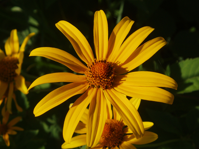 Heliopsis helianthoides (Smooth oxeye) #37285
