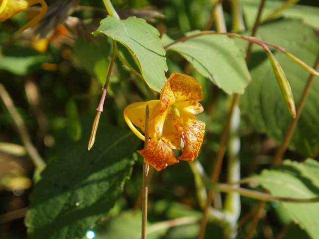 Impatiens capensis (Jewelweed) #37295