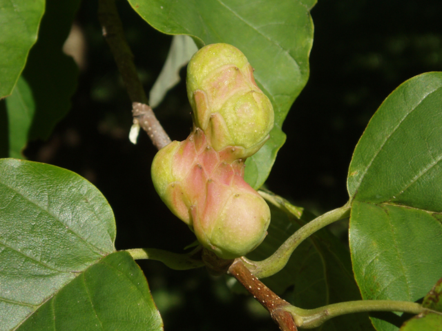 Magnolia acuminata (Cucumbertree) #37321