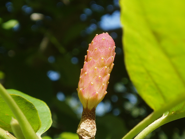 Magnolia acuminata (Cucumbertree) #37323