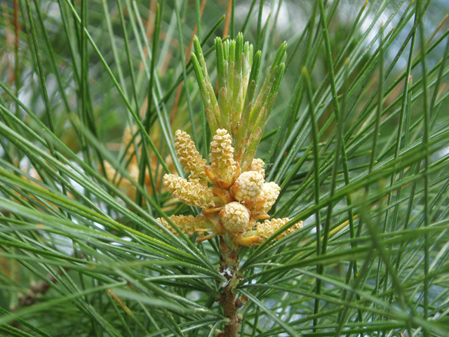 Pinus strobus (Eastern white pine) #37339