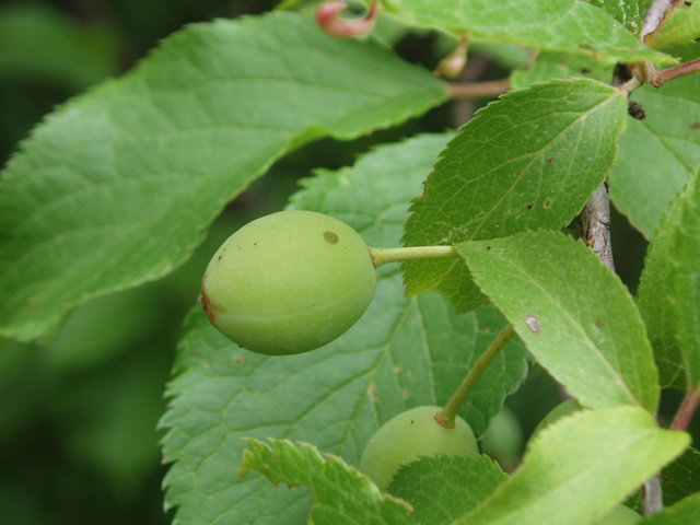 Prunus americana (American plum) #37341