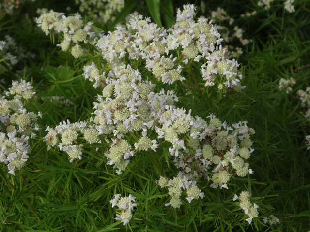 Pycnanthemum tenuifolium (Narrowleaf mountain mint) #37358