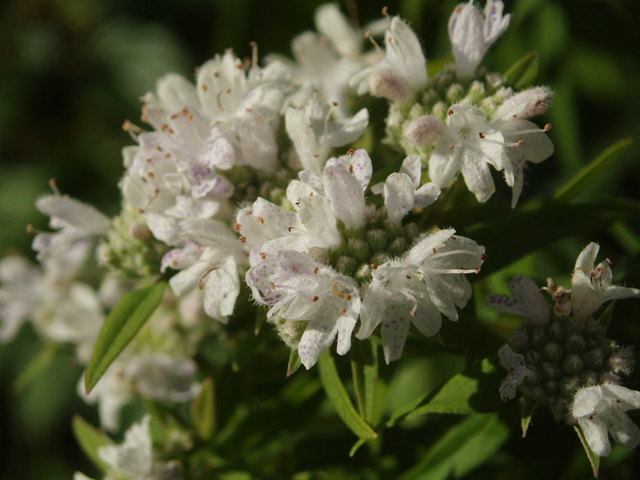 Pycnanthemum virginianum (Virginia mountain mint) #37366