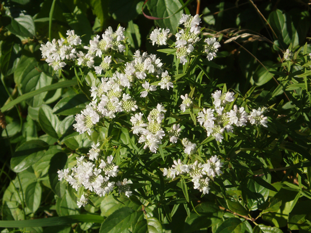 Pycnanthemum virginianum (Virginia mountain mint) #37367