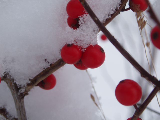 Ilex verticillata (Common winterberry) #47396