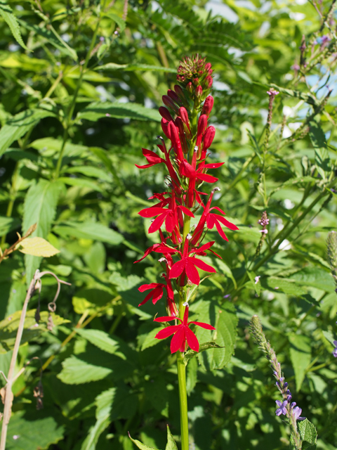 Lobelia cardinalis (Cardinal flower) #47411