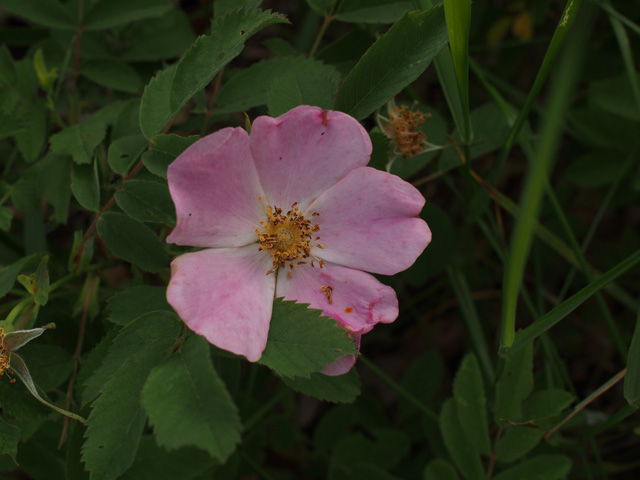Rosa blanda (Smooth rose) #58933