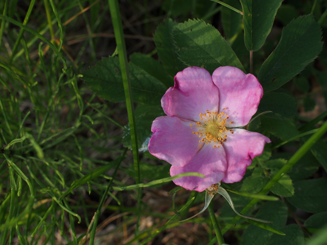 Rosa blanda (Smooth rose) #58937