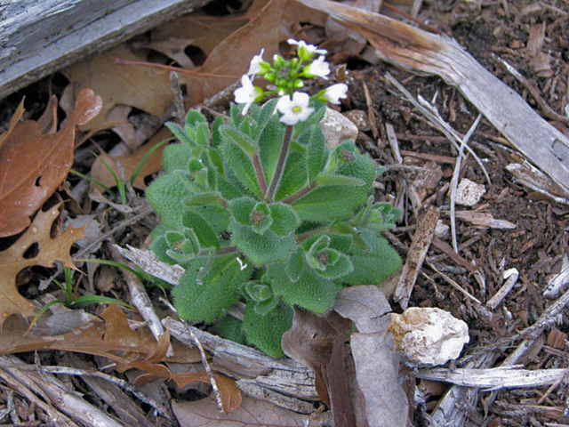 Draba cuneifolia (Wedgeleaf draba) #27207