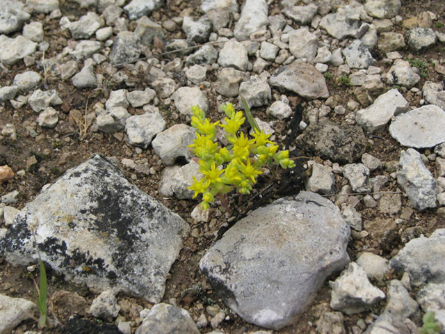 Sedum nuttallianum (Yellow stonecrop) #27378