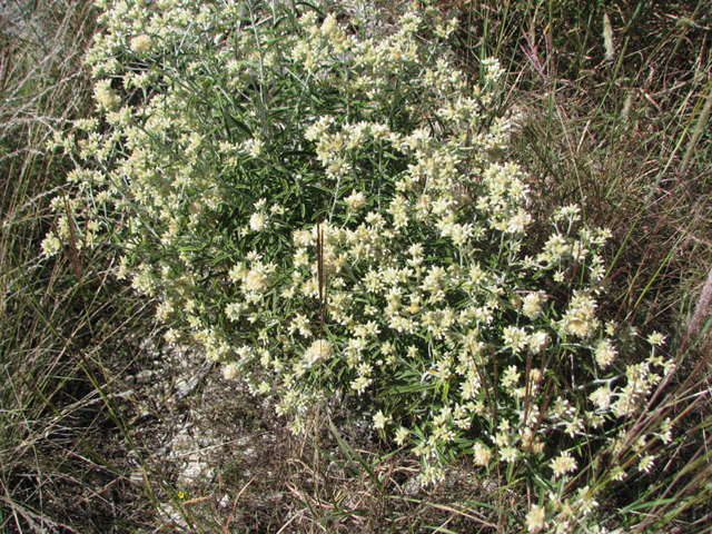 Pseudognaphalium obtusifolium ssp. obtusifolium (Blunt-leaf rabbit-tobacco) #28548